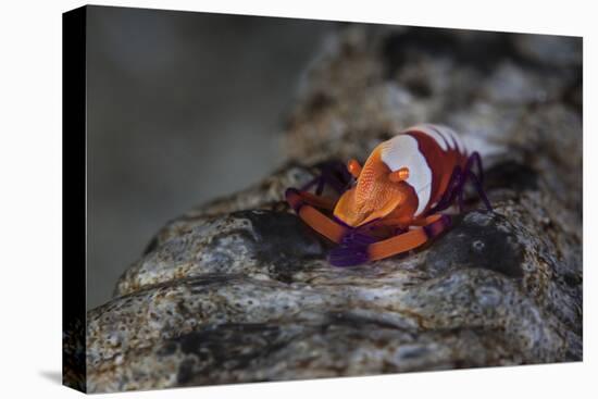 A Colorful Emperor Shrimp Sits Atop a Sea Cucumber-Stocktrek Images-Premier Image Canvas