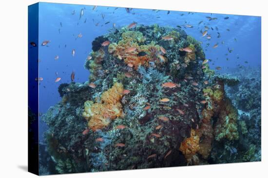 A Colorful, Healthy Coral Reef Thrives in Indonesia-Stocktrek Images-Premier Image Canvas