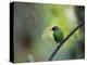 A Colorful Red-Necked Tanager, Tangara Cyanocephala, Sits on a Branch-Alex Saberi-Premier Image Canvas