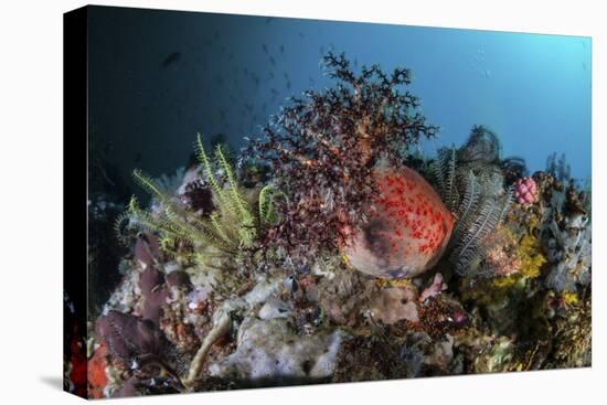 A Colorful Sea Apple Clings to a Reef in Indonesia-Stocktrek Images-Premier Image Canvas