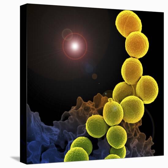 A Colorized Scanning Electron Micrograph of a White Blood Cell Eating Mrsa-Stocktrek Images-Premier Image Canvas