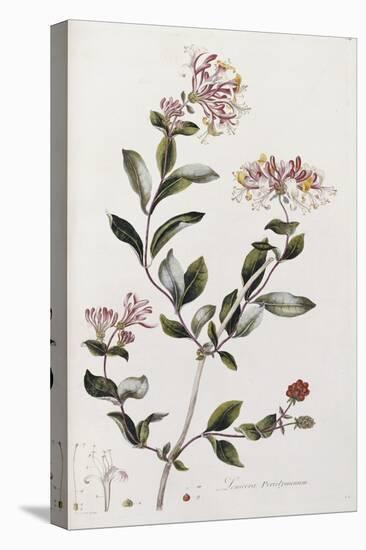 A Colour Plate from Curtis' Flora Londinesis-William Curtis-Premier Image Canvas