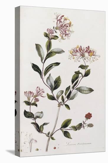 A Colour Plate from Curtis' Flora Londinesis-William Curtis-Premier Image Canvas