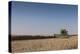 A Combine Harvester Harvests Corn, Maidenhead, Berkshire, England, United Kingdom, Europe-Charlie Harding-Premier Image Canvas