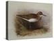 A Common Sandpiper-Archibald Thorburn-Premier Image Canvas