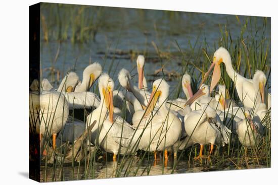 A Congregation of White Pelicans, Viera Wetlands, Florida-Maresa Pryor-Premier Image Canvas