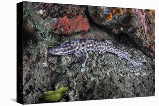 A Coral Catshark Lays on the Seafloor of Lembeh Strait, Indonesia-Stocktrek Images-Premier Image Canvas