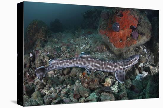 A Coral Catshark Lays on the Seafloor of Lembeh Strait, Indonesia-Stocktrek Images-Premier Image Canvas