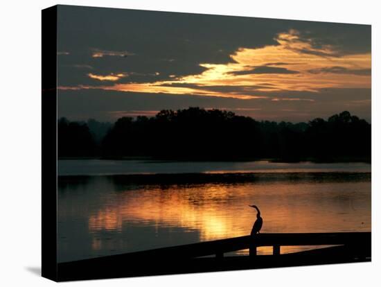 A Cormorant is Silhouetted Against the Waters of Lake Talquin-null-Premier Image Canvas