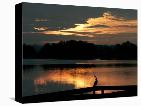 A Cormorant is Silhouetted Against the Waters of Lake Talquin-null-Premier Image Canvas