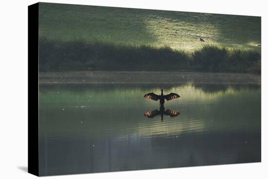 A Cormorant (Phalacrocorax Auritus) Stretches its Wings to Dry Them During Sunrise-Alex Saberi-Premier Image Canvas