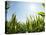 A Corn Field in the Sun-Alexander Feig-Premier Image Canvas