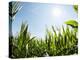 A Corn Field in the Sun-Alexander Feig-Premier Image Canvas