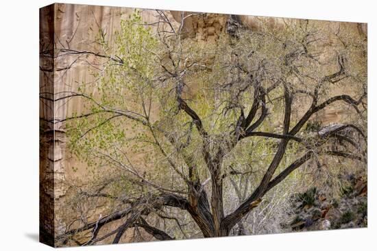A cottonwood grows at the base of a sandstone cliff wall, Utah-Art Wolfe-Premier Image Canvas