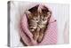 A Couple of Gray Kittens are Sleeping Together in a Cozy Blanket. A Loving Family of Kittens.-Siarhei SHUNTSIKAU-Premier Image Canvas