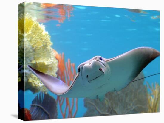 A Cow Nose Ray Swims-null-Premier Image Canvas