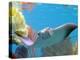 A Cow Nose Ray Swims-null-Premier Image Canvas