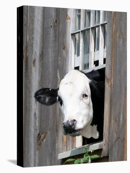 A Cow Peers out of a Barn Window in Sutton, N.H.-null-Premier Image Canvas