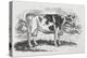 A Cow-Thomas Bewick-Premier Image Canvas