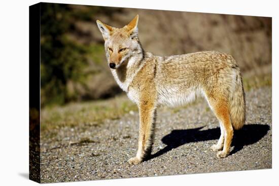 A Coyote, Searches for Prey in the Cariboo Mts of B.C., Canada-Richard Wright-Premier Image Canvas