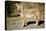 A Coyote, Searches for Prey in the Cariboo Mts of B.C., Canada-Richard Wright-Premier Image Canvas