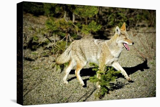 A Coyote, Searches for Prey in the Cariboo Mts of B.C., Canada-Richard Wright-Premier Image Canvas