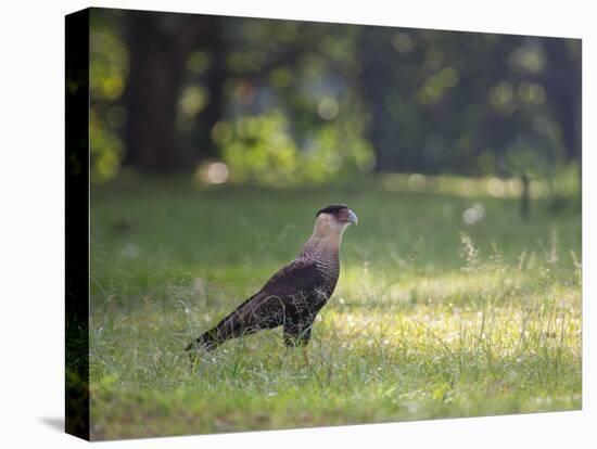 A Crested Caracara, Caracara Plancus, in Ibirapuera Park-Alex Saberi-Premier Image Canvas