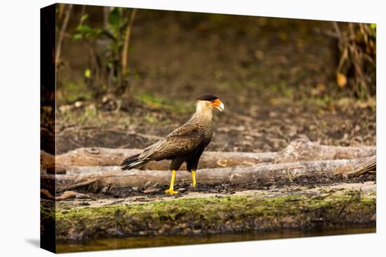 A crested caracara walks along a river bank in the Pantanal, Brazil-James White-Premier Image Canvas