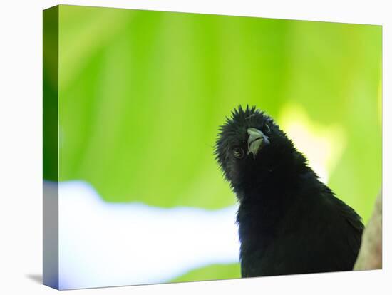 A Crow Stares at the Camera with Great Curiosity-Alex Saberi-Premier Image Canvas