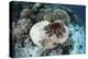A Crown-Of-Thorns Starfish Feeds on a Table Coral-Stocktrek Images-Premier Image Canvas