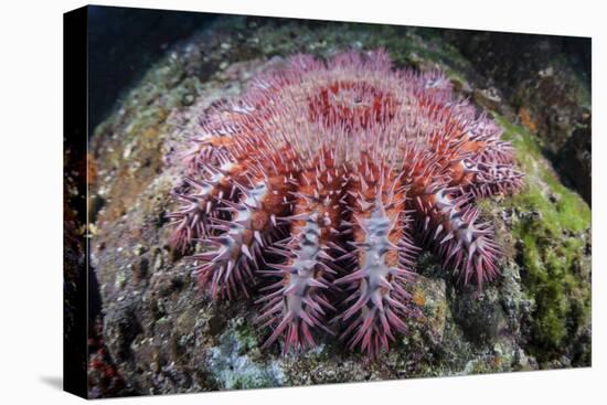 A Crown-Of-Thorns Starfish Feeds on Coral-Stocktrek Images-Premier Image Canvas
