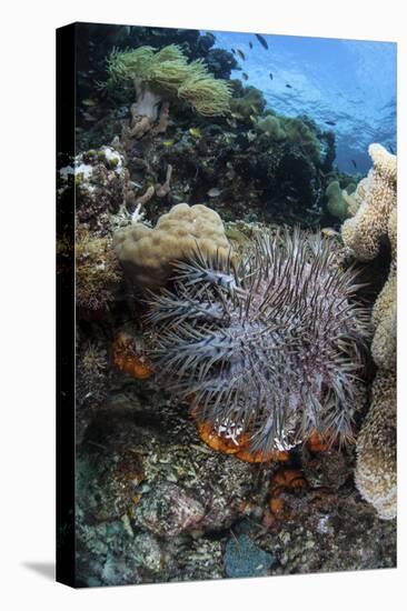 A Crown-Of-Thorns Starfish on a Reef in Indonesia-Stocktrek Images-Premier Image Canvas