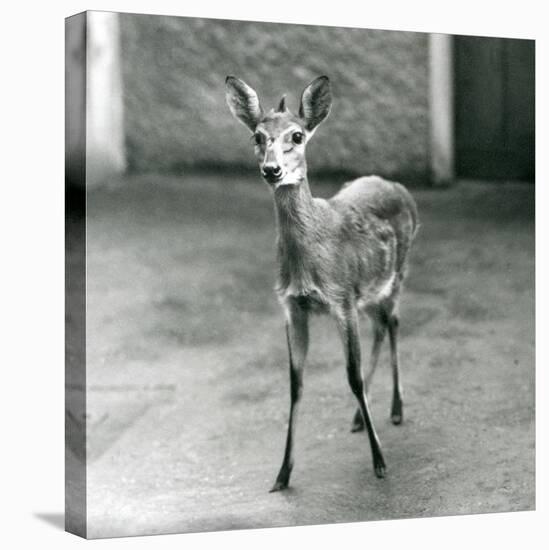 A Crowned/Sahel/West African Bush Duiker at London Zoo in August 1927 (B/W Photo)-Frederick William Bond-Premier Image Canvas