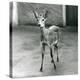 A Crowned/Sahel/West African Bush Duiker at London Zoo in August 1927 (B/W Photo)-Frederick William Bond-Premier Image Canvas