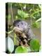 A curious adult giant river otter (Pteronura brasiliensis), on the Rio Nego, Mato Grosso, Pantanal-Michael Nolan-Premier Image Canvas