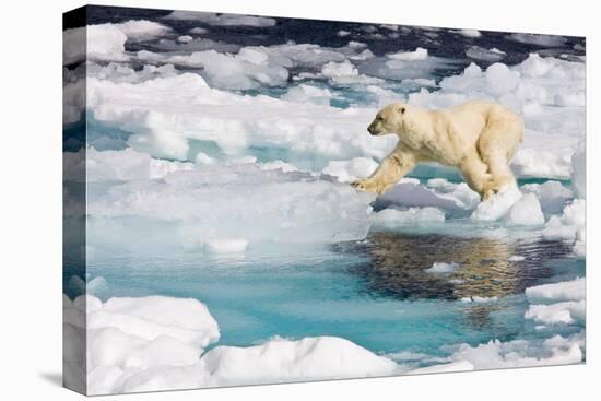 A curious adult polar bear (Ursus maritimus) approaches the National Geographic Explorer-Michael Nolan-Premier Image Canvas