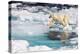 A curious adult polar bear (Ursus maritimus) approaches the National Geographic Explorer-Michael Nolan-Premier Image Canvas