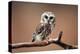 A Curious Saw-Whet Owl-null-Stretched Canvas