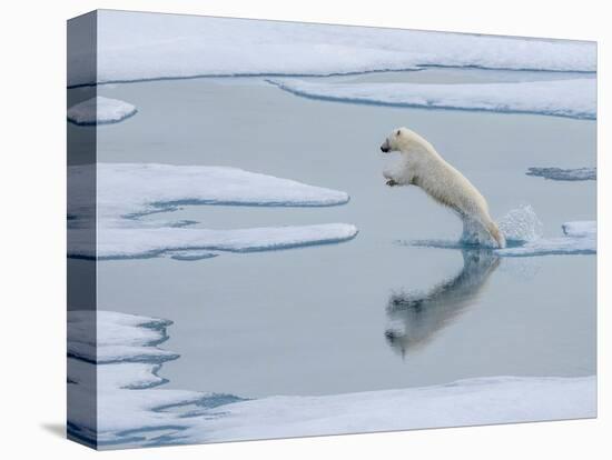 A curious young male polar bear (Ursus maritimus) leaping on the sea ice-Michael Nolan-Premier Image Canvas