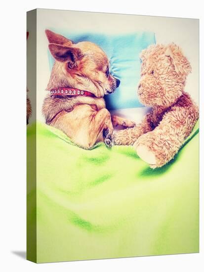 A Cute Chihuahua Sleeping Next to a Teddy Bear-graphicphoto-Premier Image Canvas