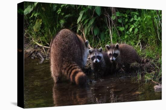 A Cute Family of Raccoons in Early Spring-Tailor Hartman-Premier Image Canvas