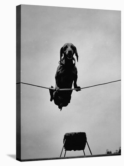 A Dachshund in Training-Hansel Mieth-Premier Image Canvas