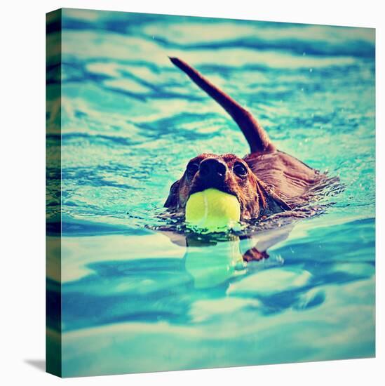 A Dachshund with a Ball in His Mouth-graphicphoto-Premier Image Canvas