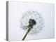 A Dandelion Clock-Jo Kirchherr-Premier Image Canvas