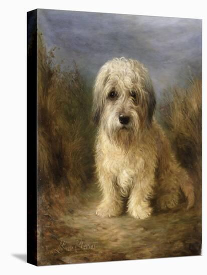 A Dandie Dinmont-Lilian Cheviot-Premier Image Canvas