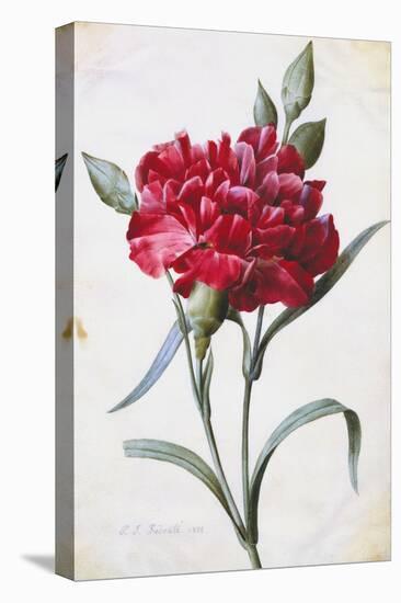 A Dark Red Carnation-Pierre-Joseph Redouté-Premier Image Canvas