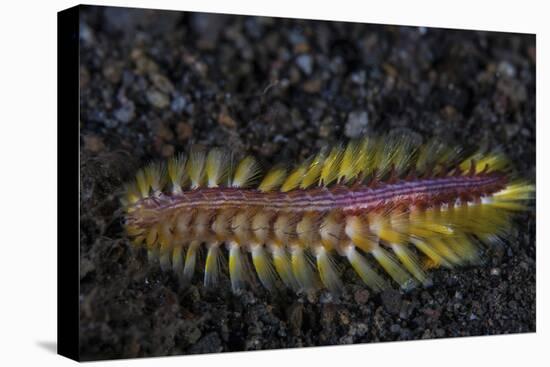 A Darklined Fireworm Crawls across the Black Sand Seafloor-Stocktrek Images-Premier Image Canvas