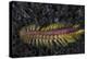 A Darklined Fireworm Crawls across the Black Sand Seafloor-Stocktrek Images-Premier Image Canvas