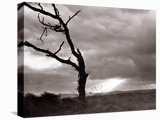 A Dead Tree is Silhouetted Against the Suns Rays on Heath Land, 1935-null-Premier Image Canvas