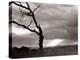 A Dead Tree is Silhouetted Against the Suns Rays on Heath Land, 1935-null-Premier Image Canvas